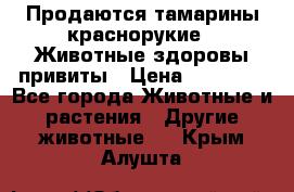 Продаются тамарины краснорукие . Животные здоровы привиты › Цена ­ 85 000 - Все города Животные и растения » Другие животные   . Крым,Алушта